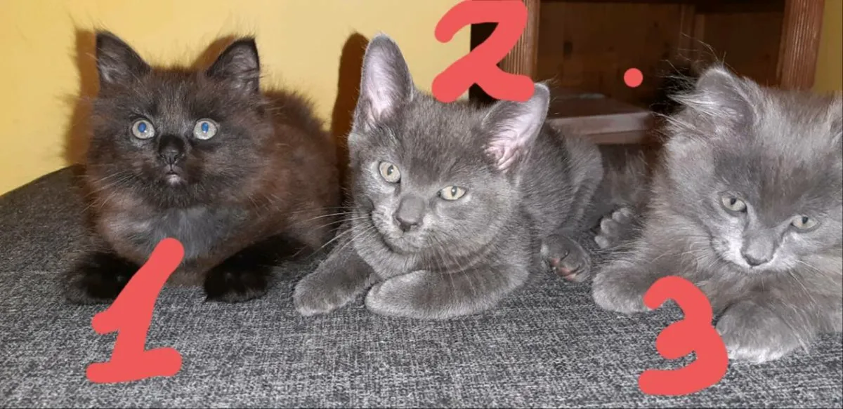 Kittens - Image 1