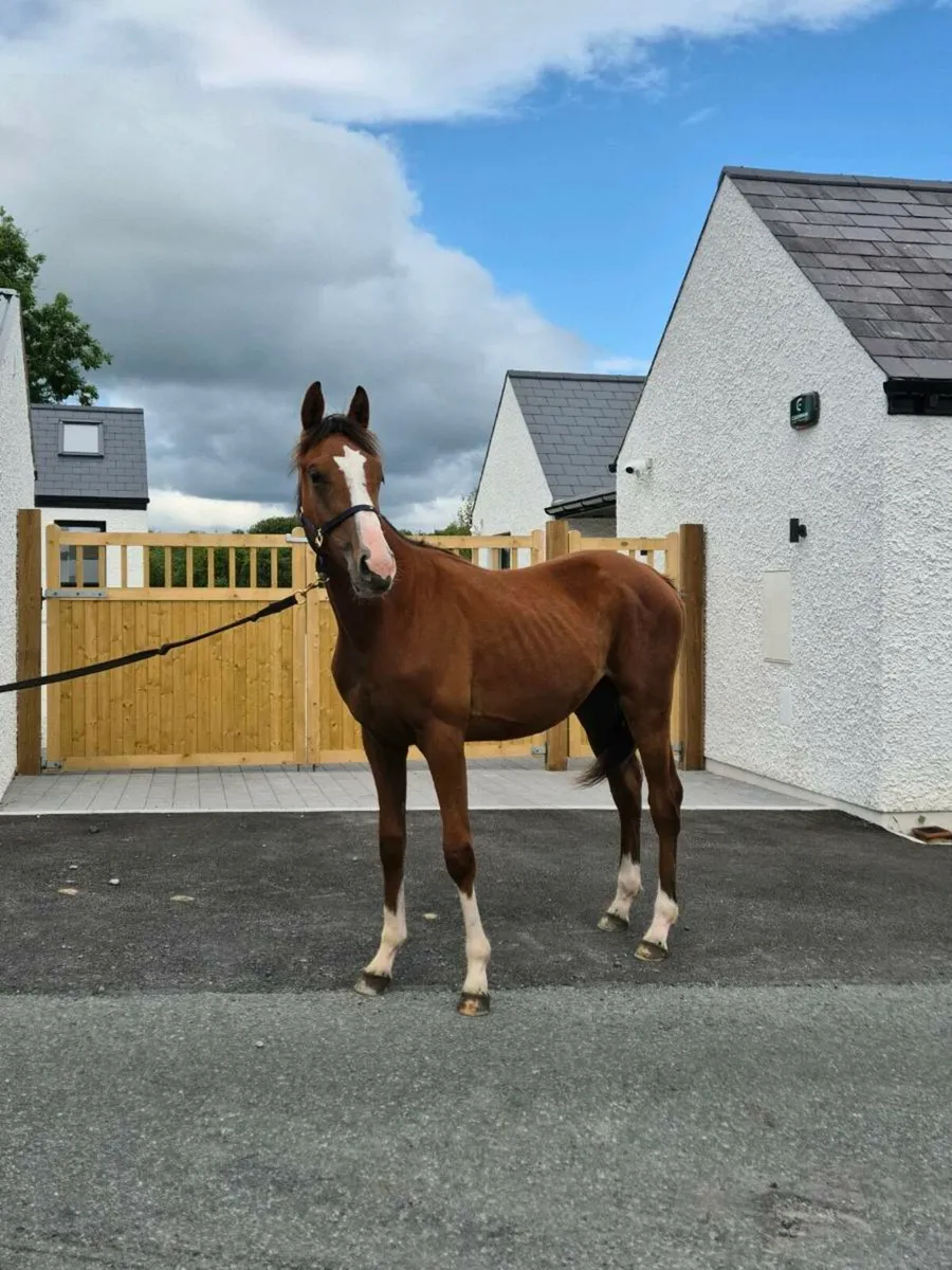 Well Bred colt Yearling - Image 1