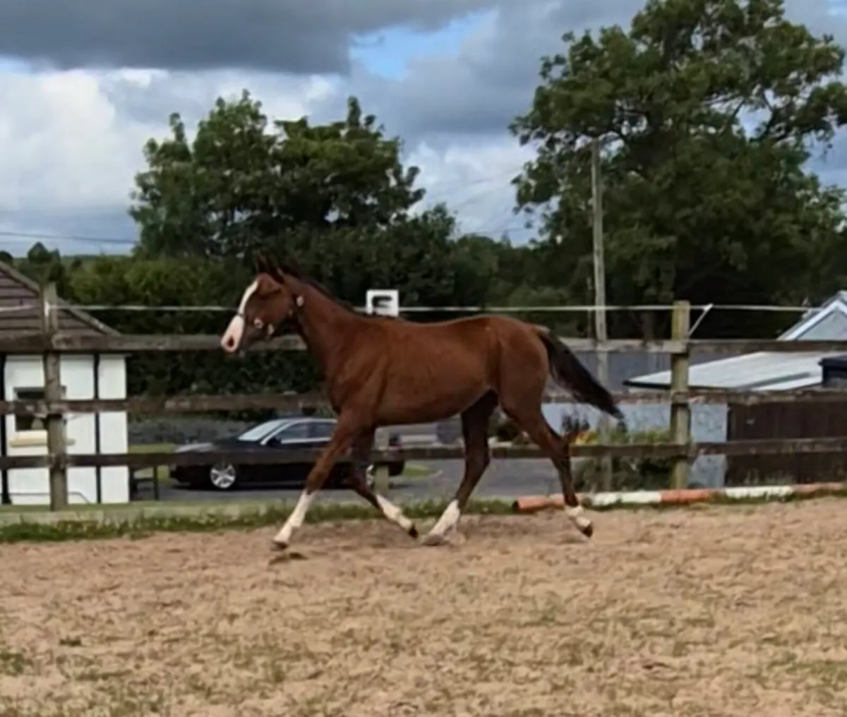 Well Bred colt Yearling - Image 2