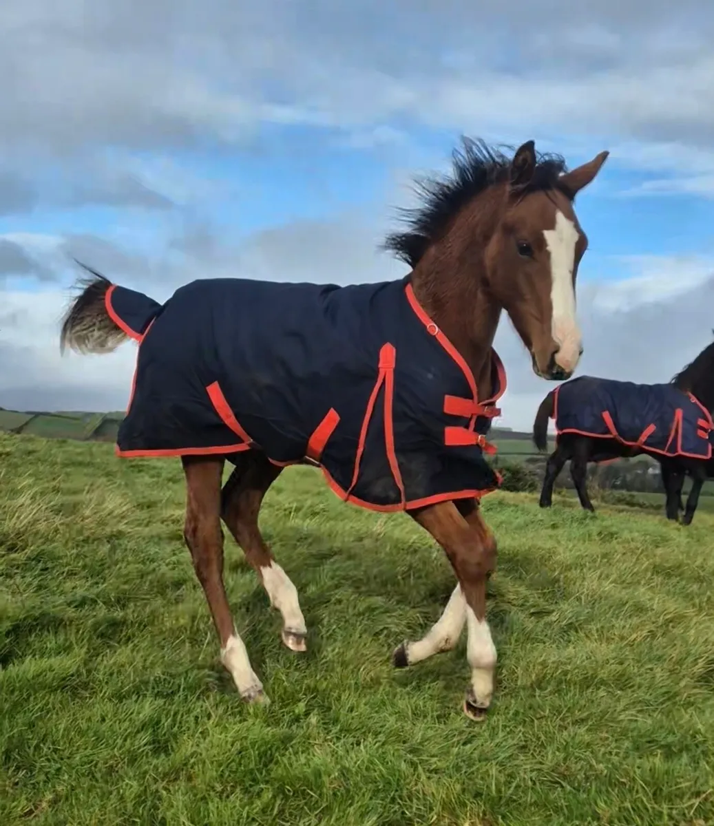 Well Bred colt Yearling - Image 4