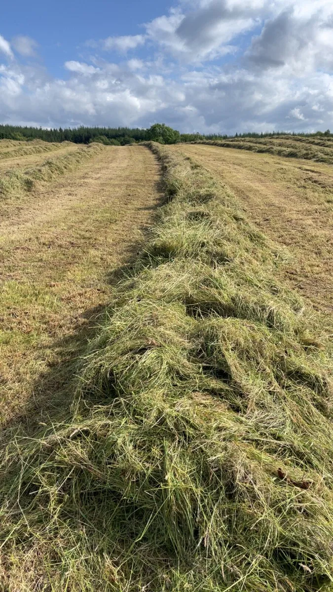 Bales silage - Image 2