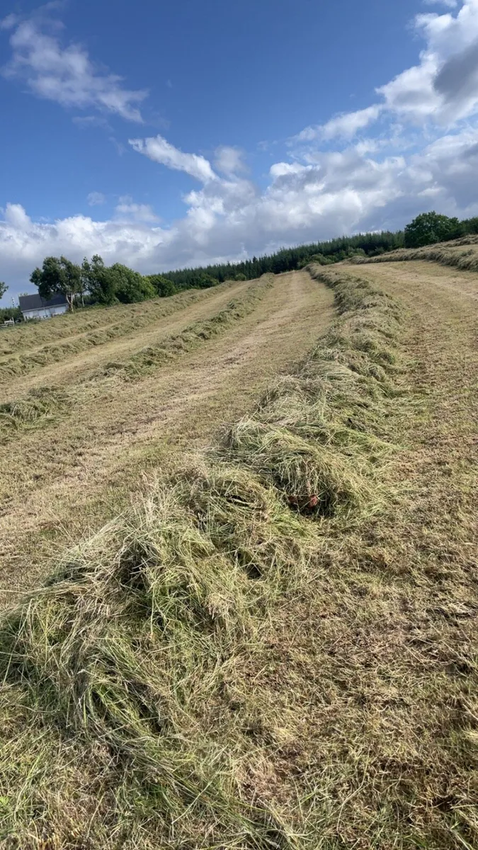 Bales silage - Image 4