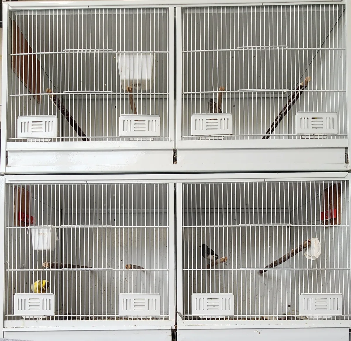 Canaries for sale with cages