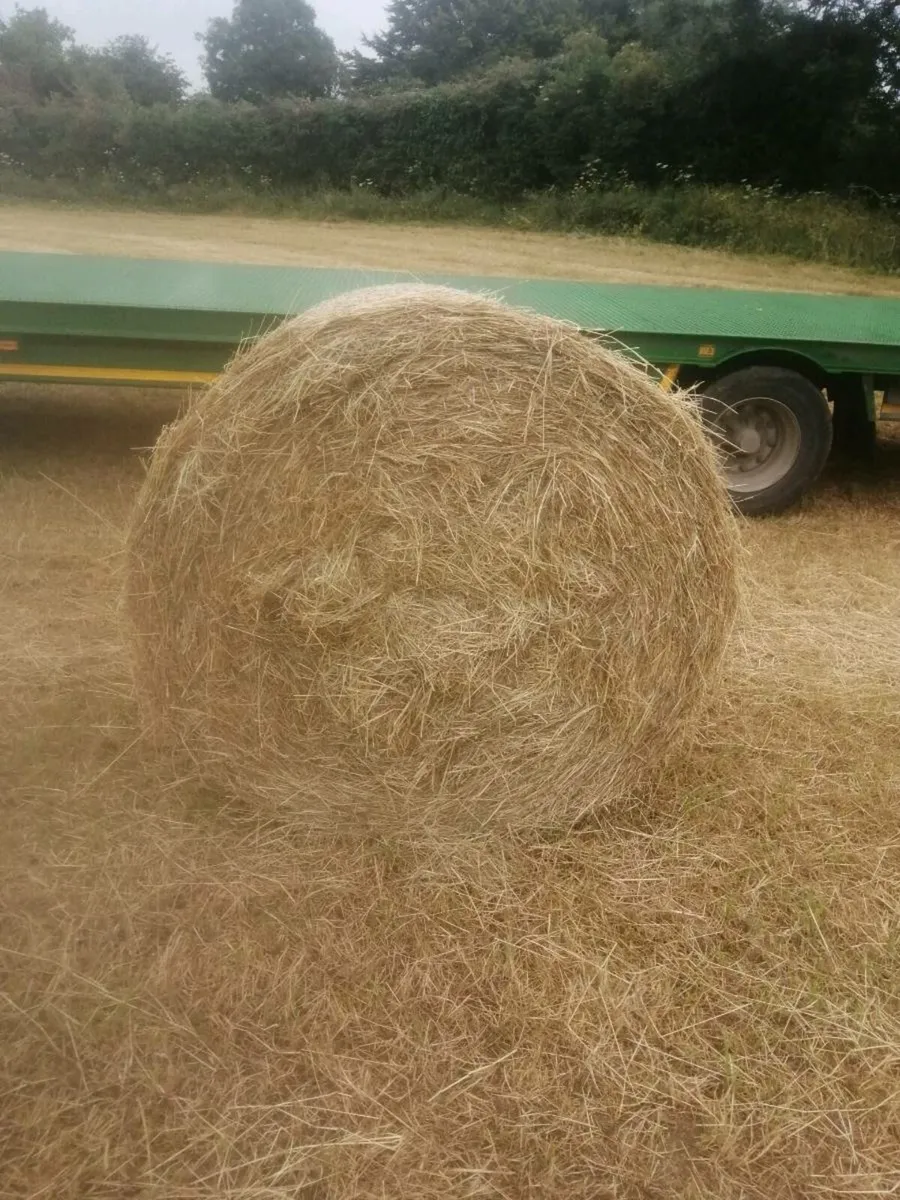 Hay - Image 1