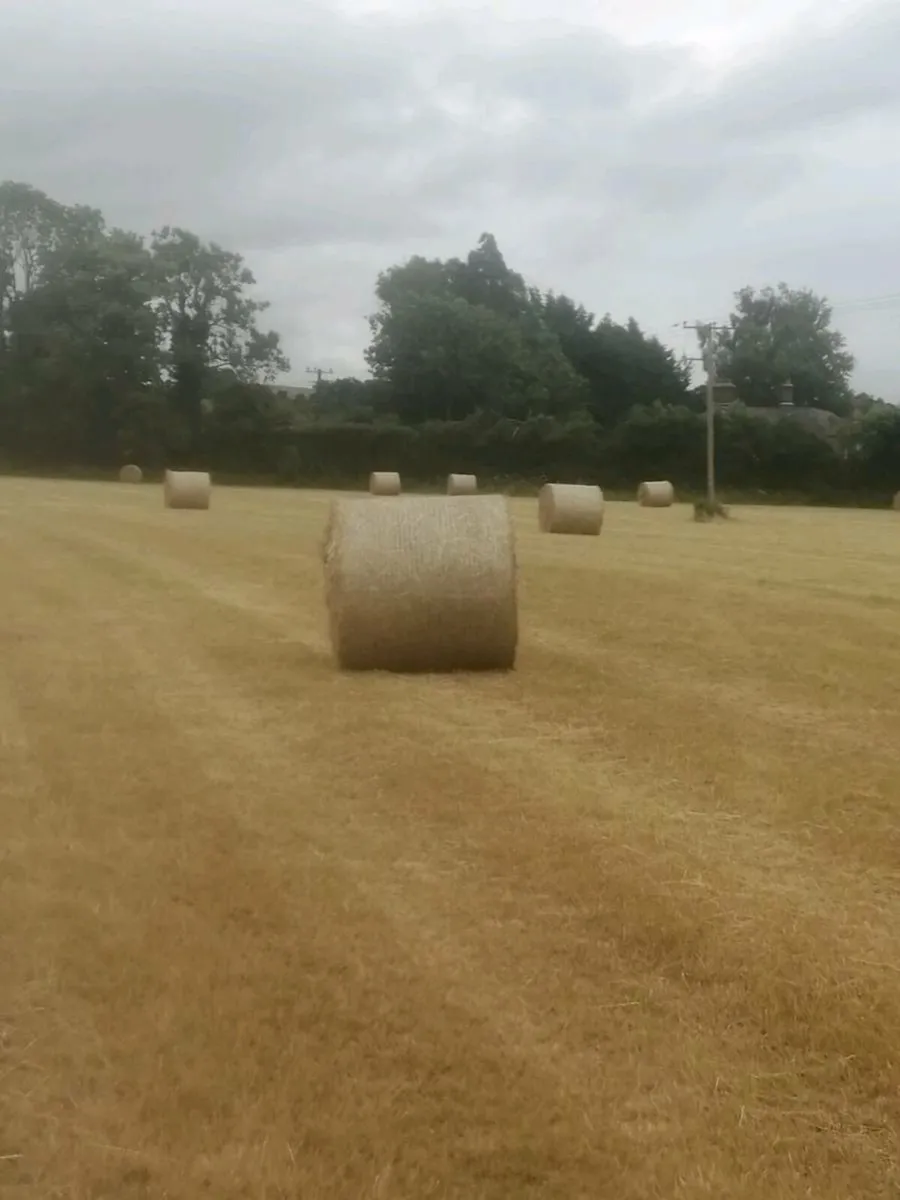Hay - Image 2