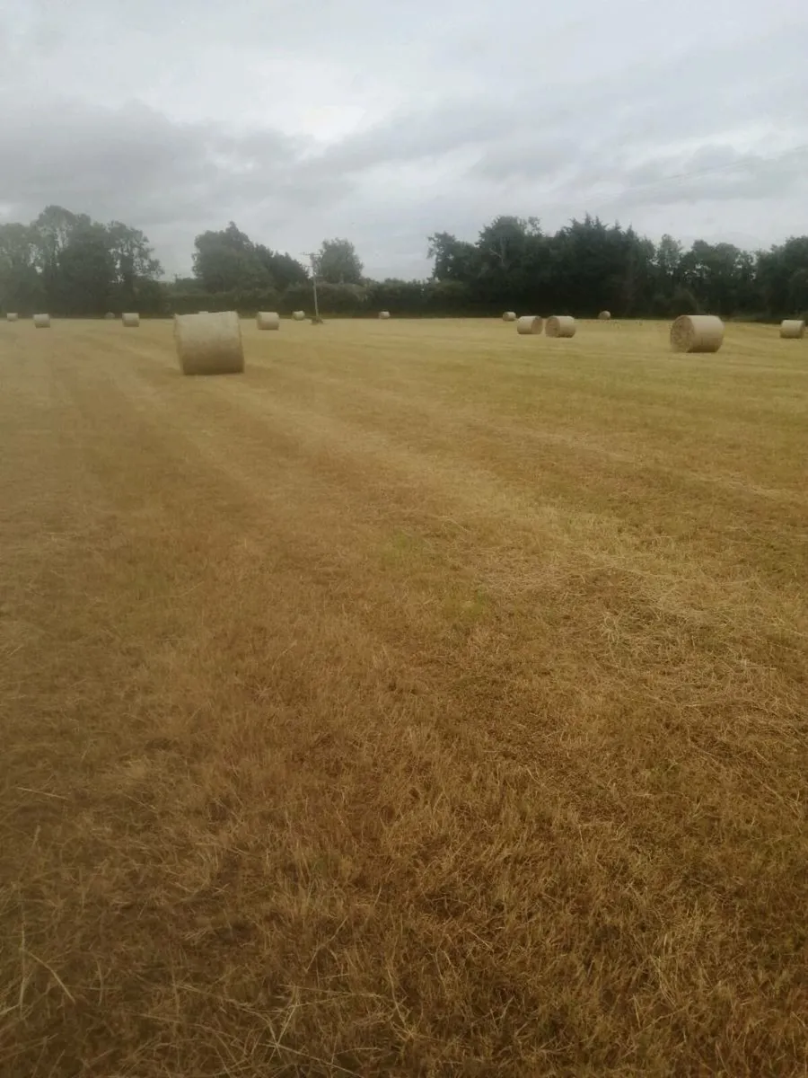 Hay - Image 3