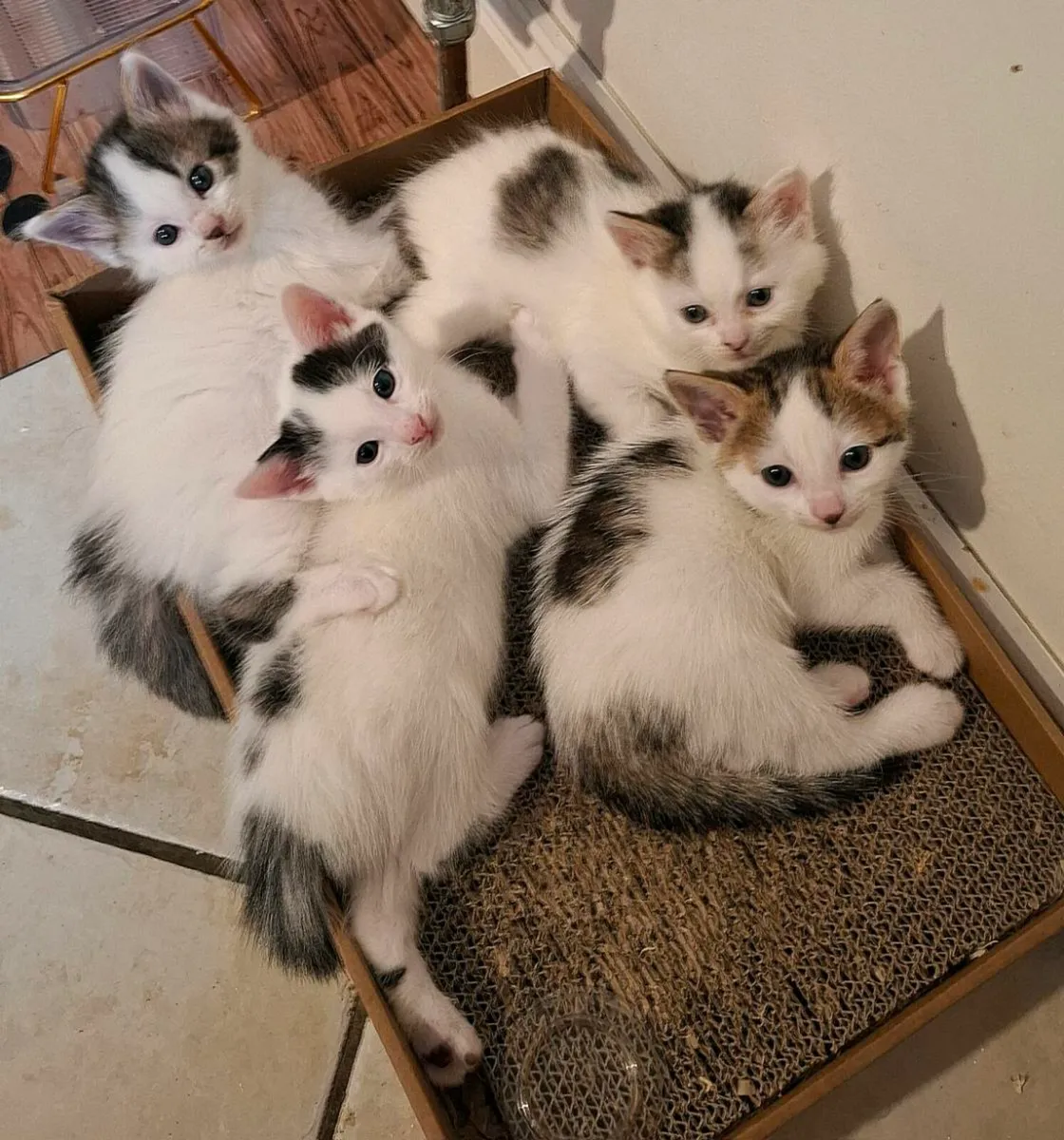 Kittens - Image 1