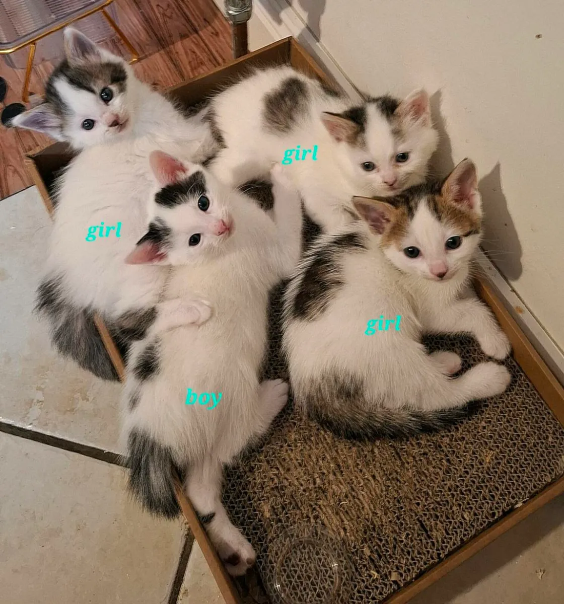 Kittens - Image 2