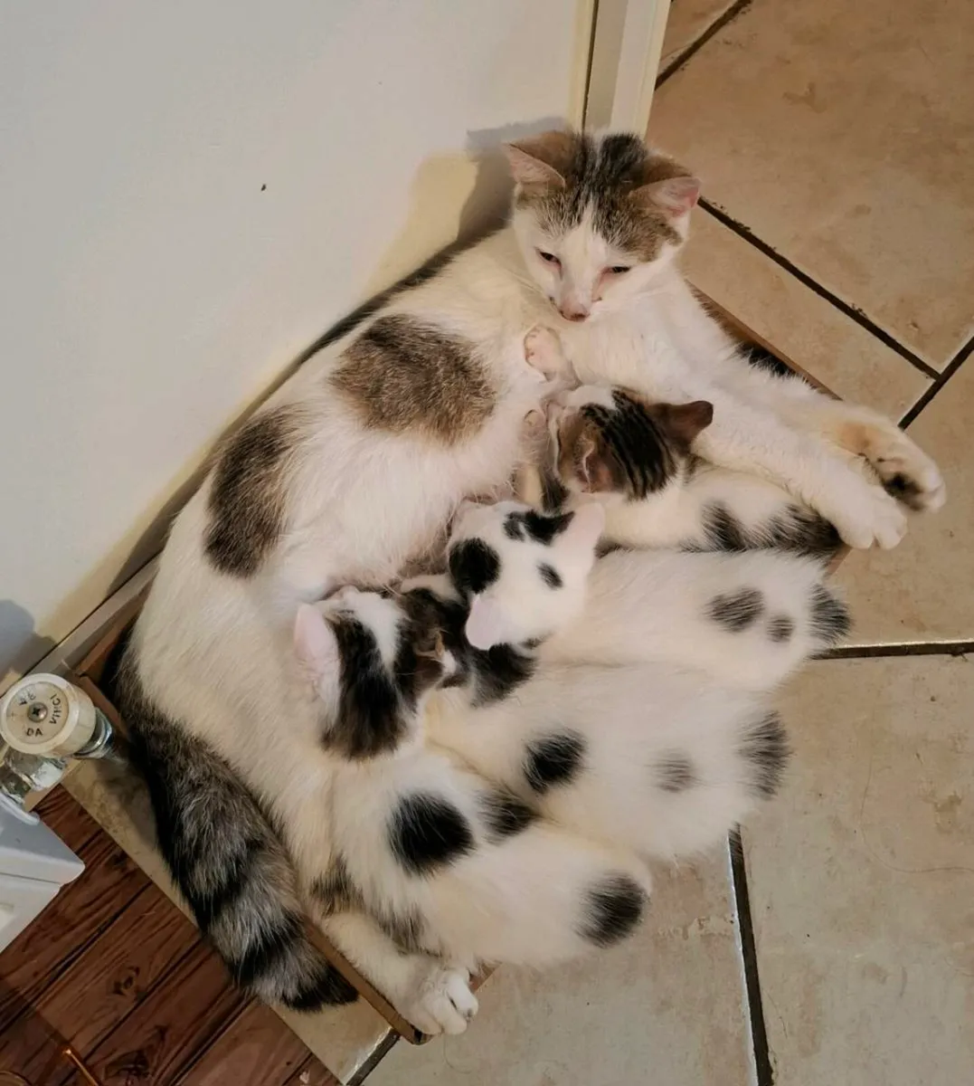 Kittens - Image 3