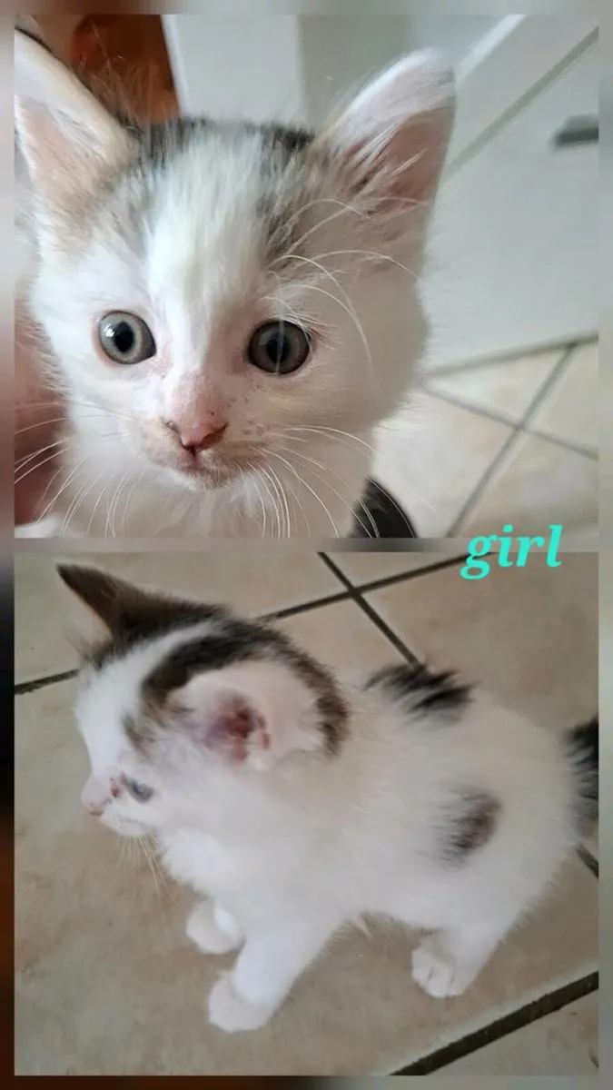 Kittens - Image 4