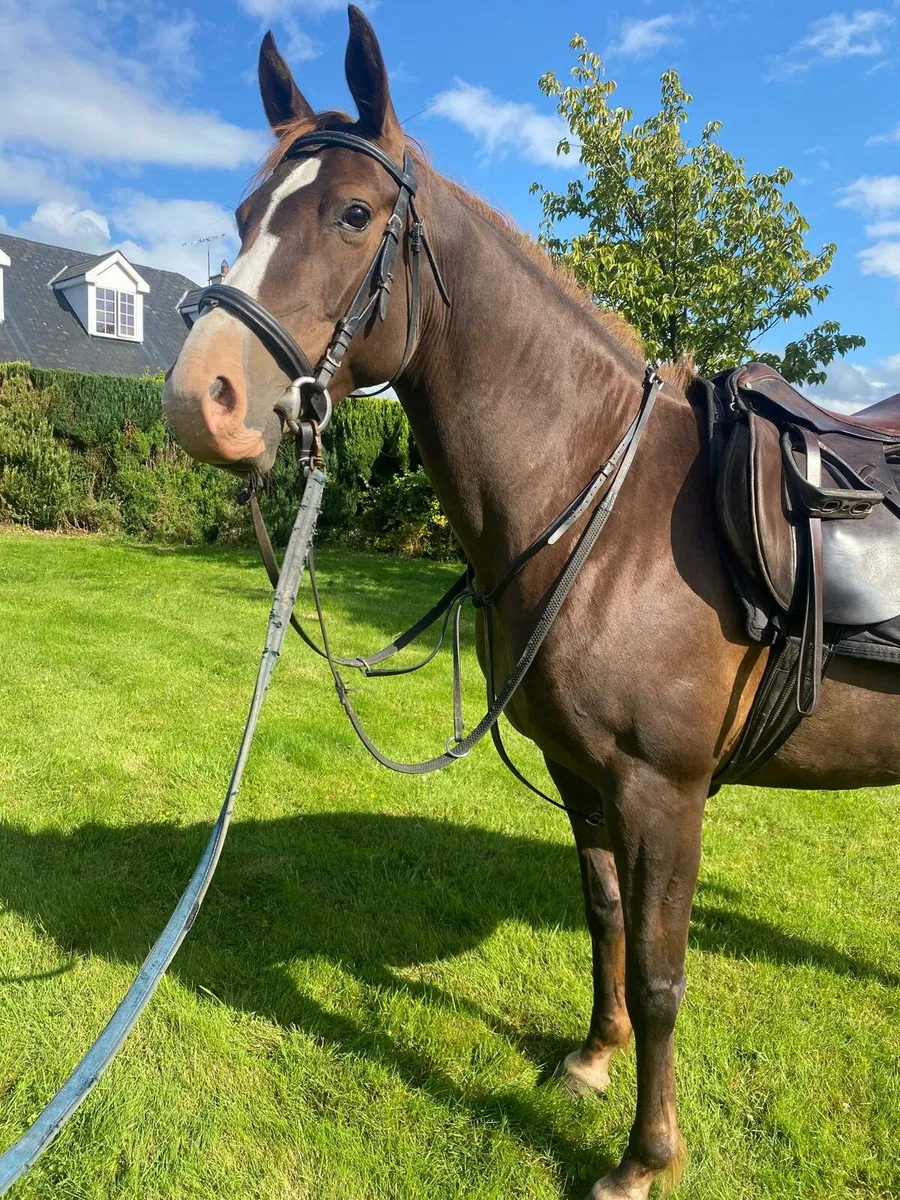 11 year old, 14.2, Draught cross mare - Image 1