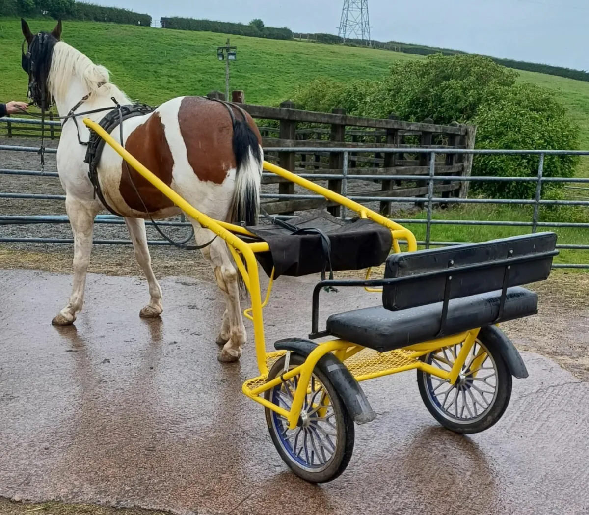 trotting horse - Image 1