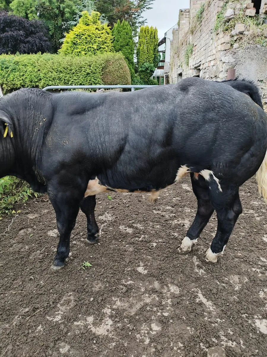 Belgian Blue Bulls and Limousin Bulls - Image 1