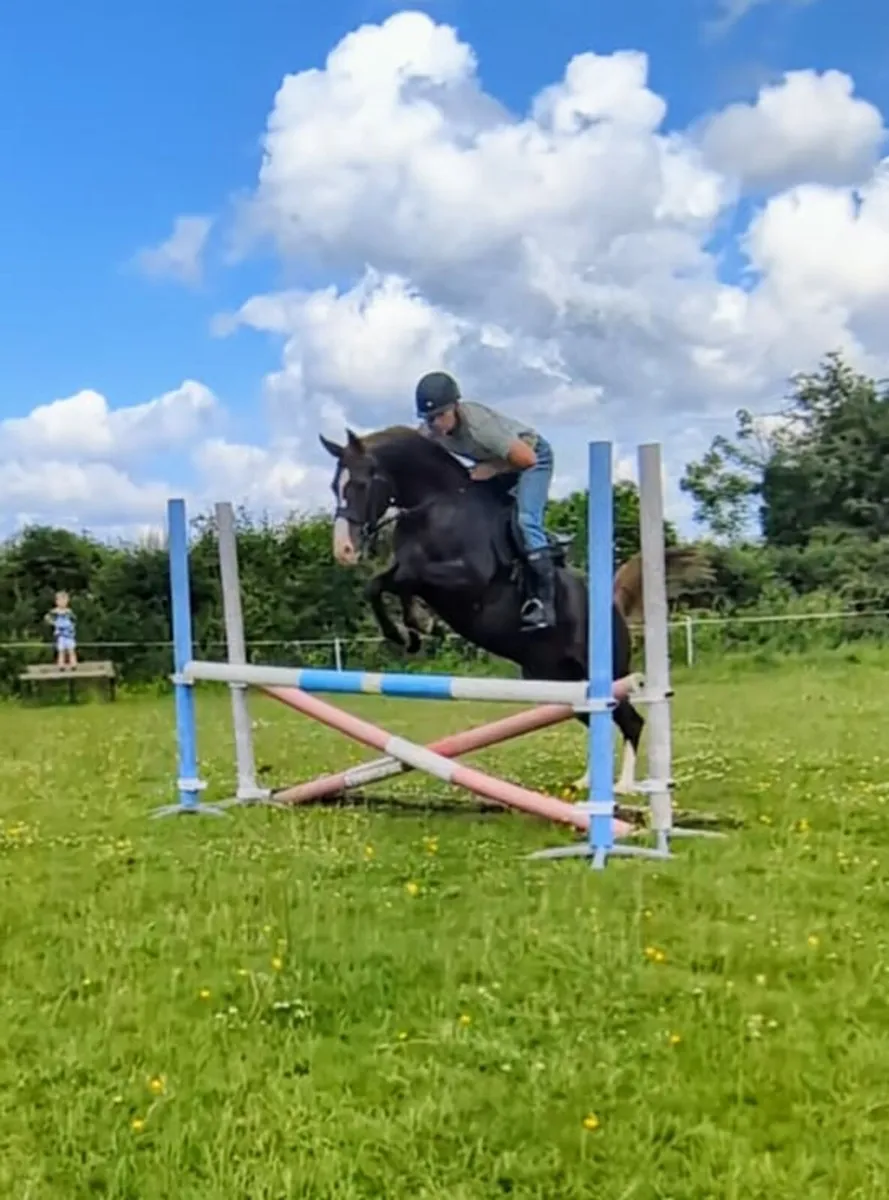 11 year old, 14.2, Draught cross mare - Image 2
