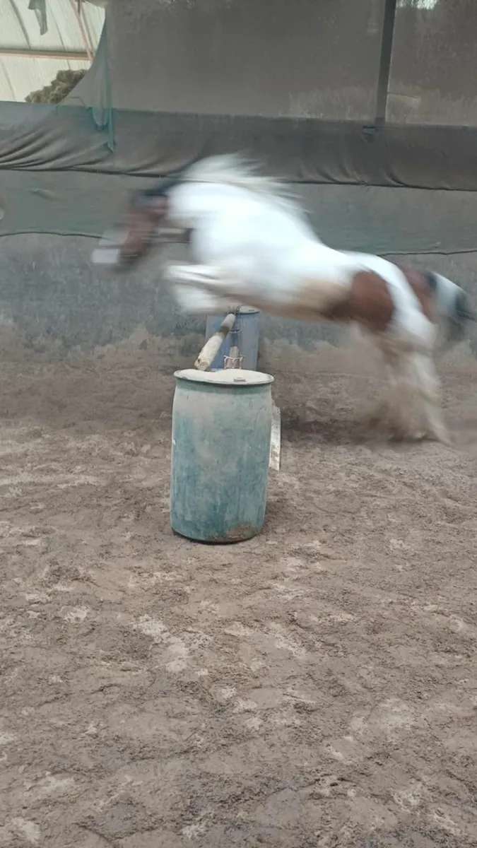 trotting horse - Image 2