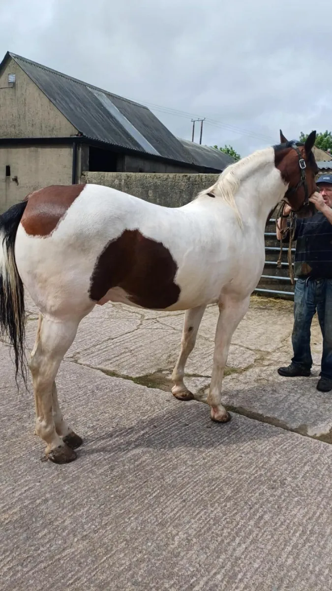 trotting horse - Image 3