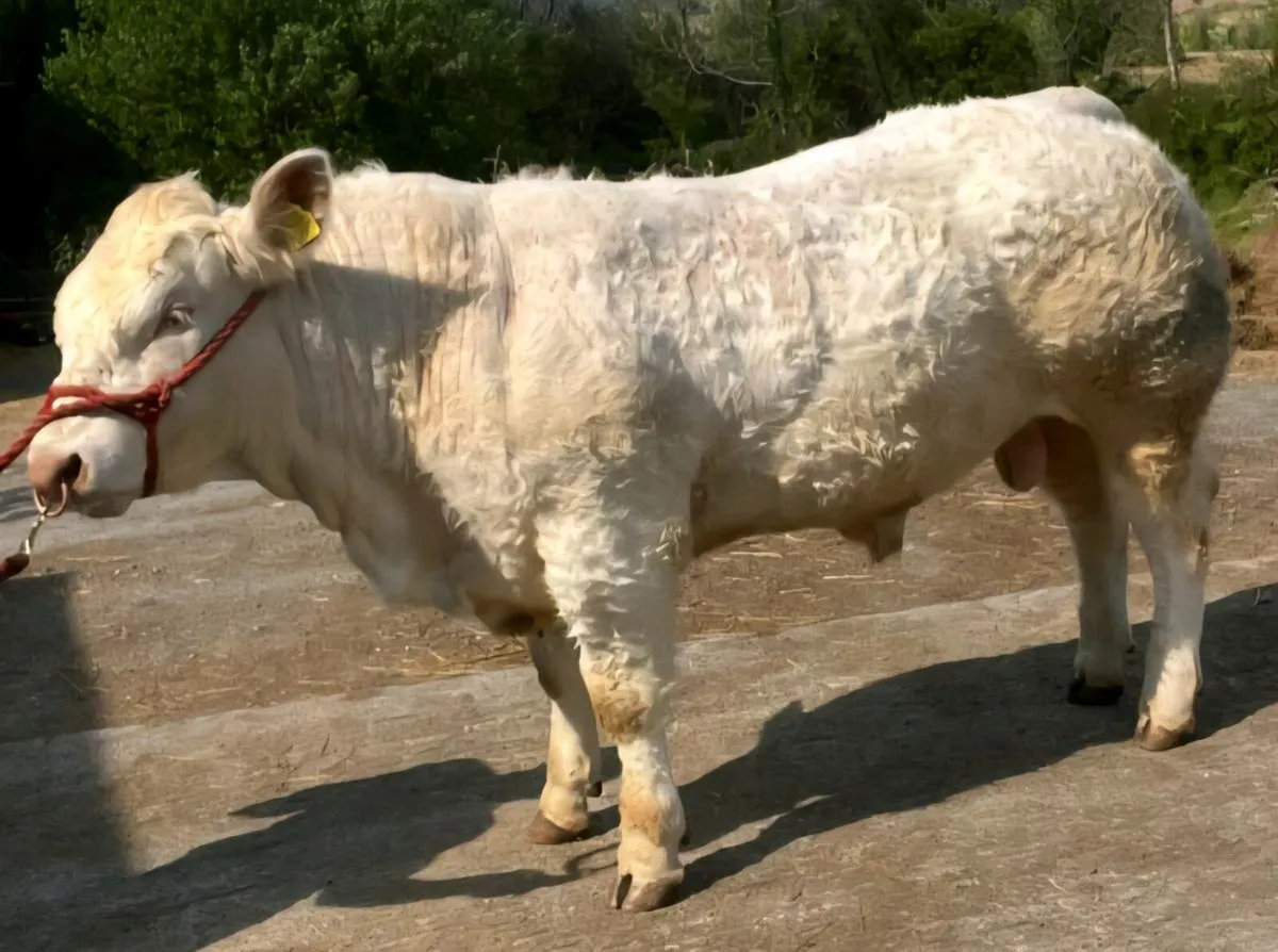 Charolais Bull - Image 2
