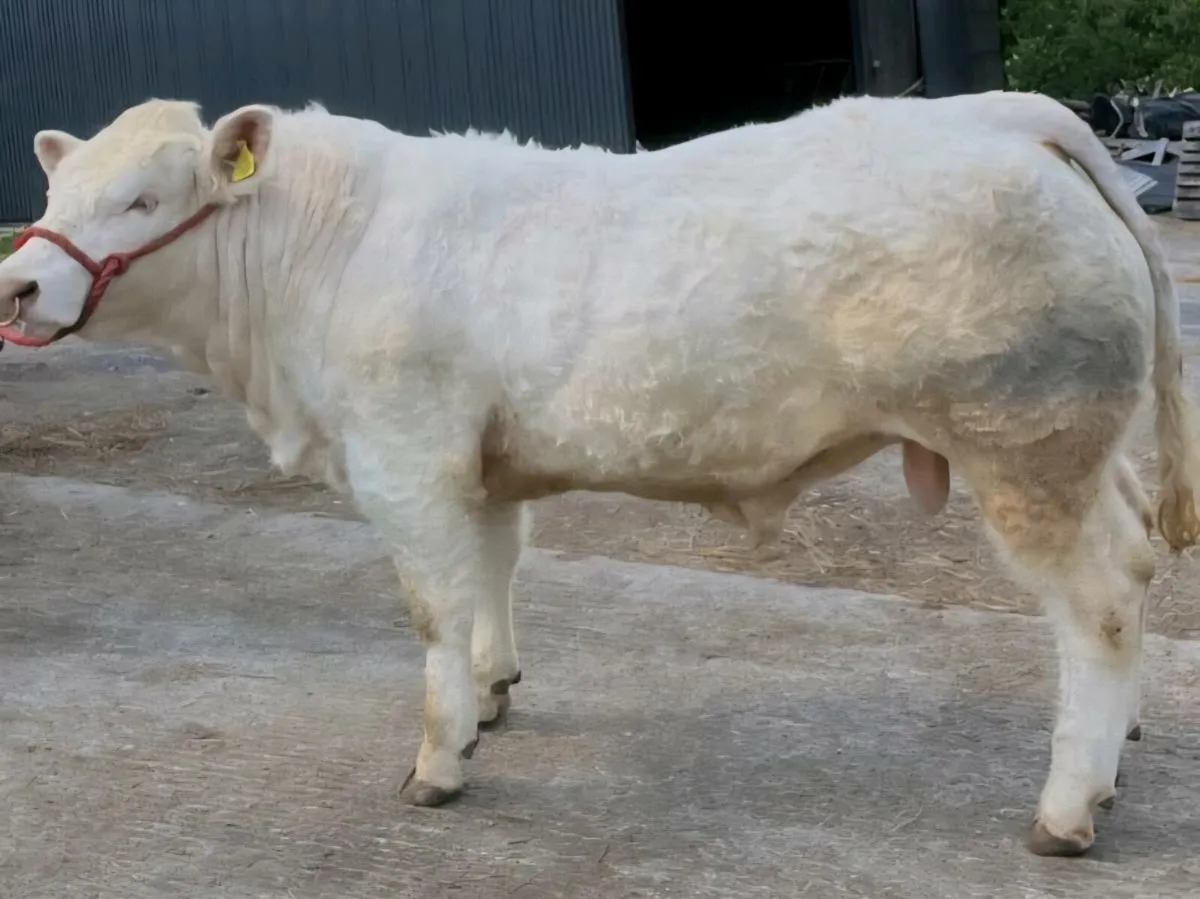Charolais Bull - Image 1