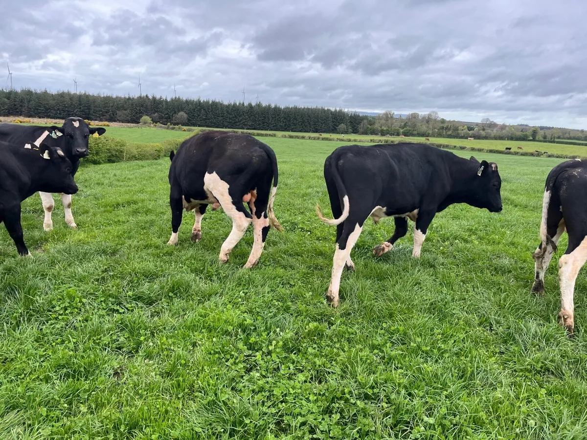 Bulls - Image 1