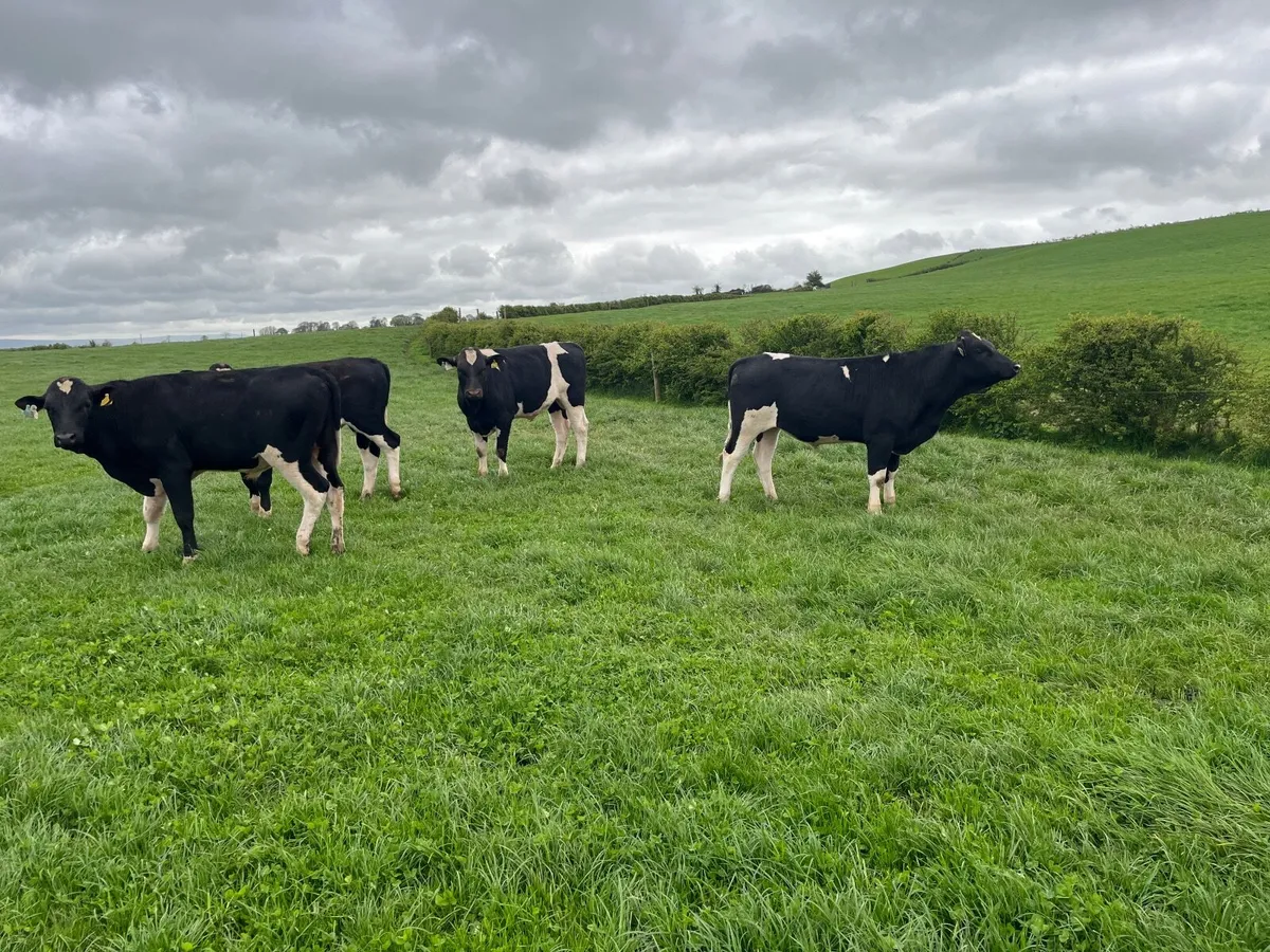 Bulls - Image 2