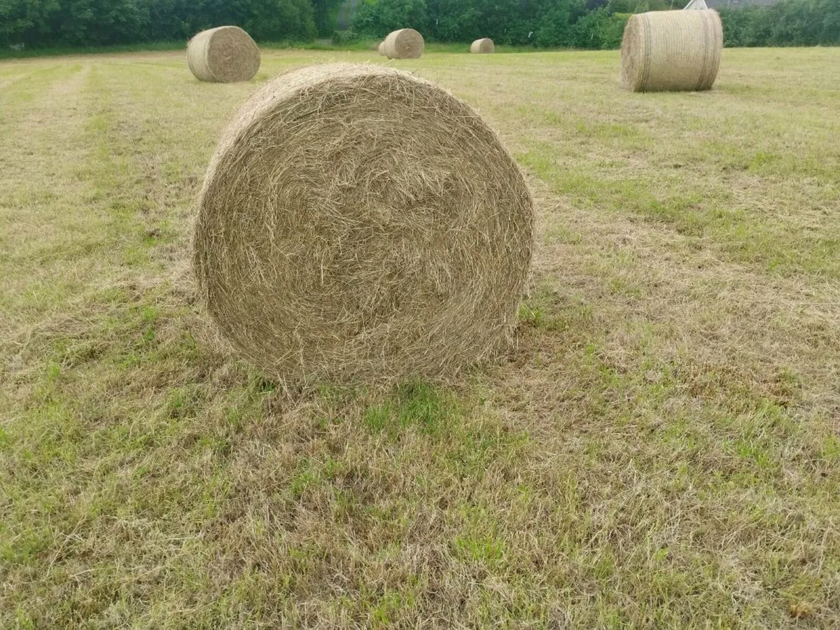 Hay - Image 1