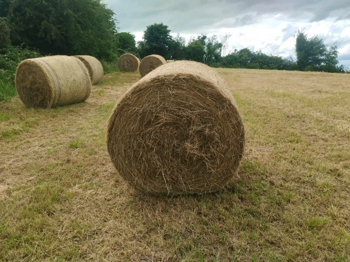 Hay - Image 2