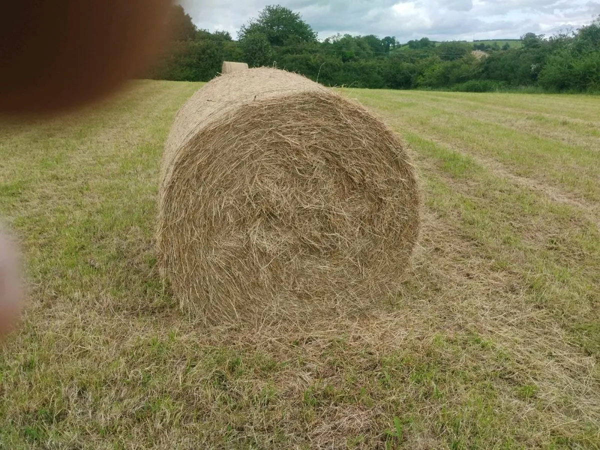 Hay - Image 3