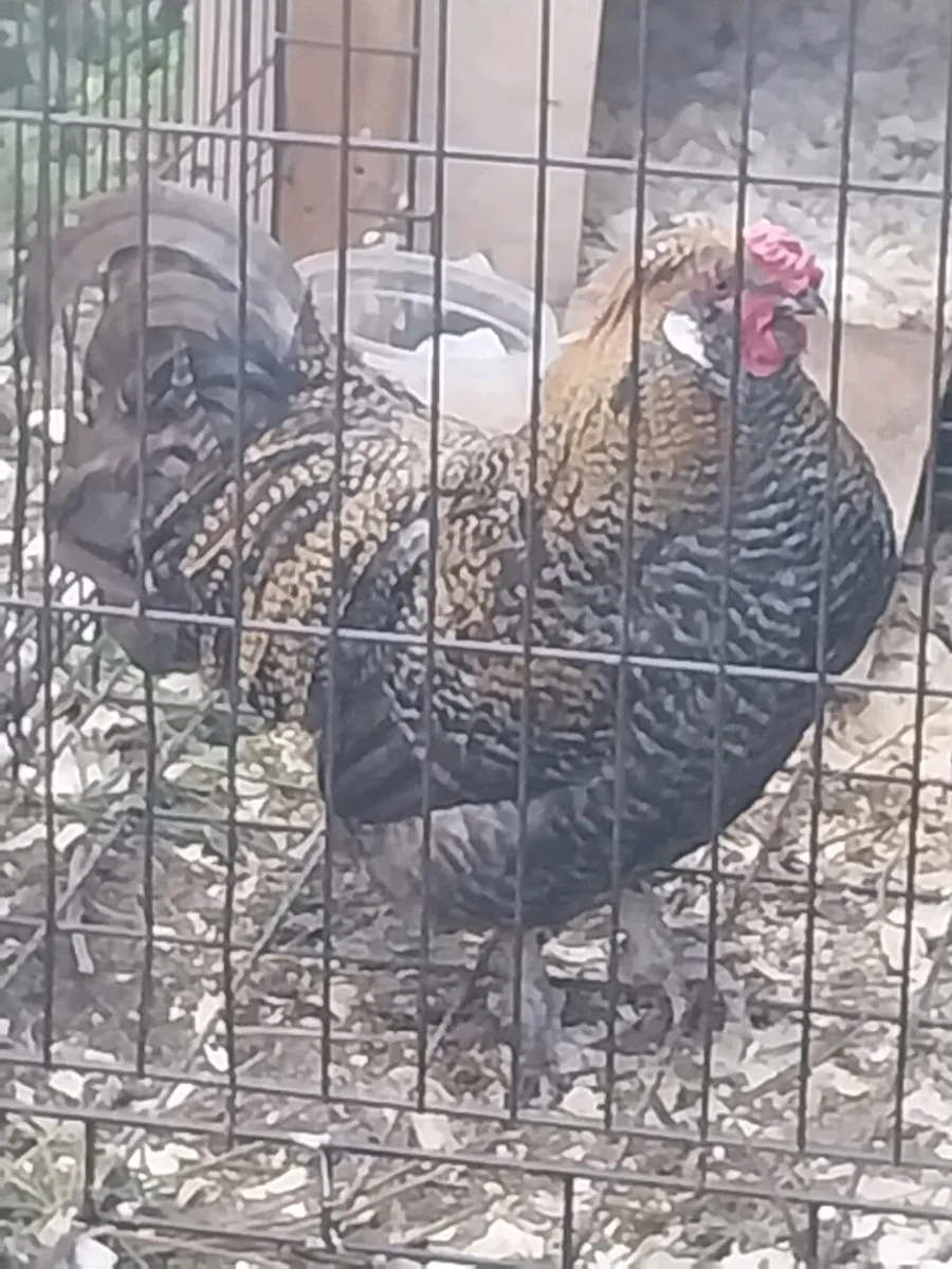 Wyandotte roosters - Image 3