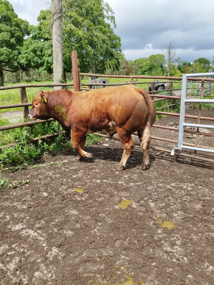 Belgian Blue Bulls and Limousin Bulls - Image 3