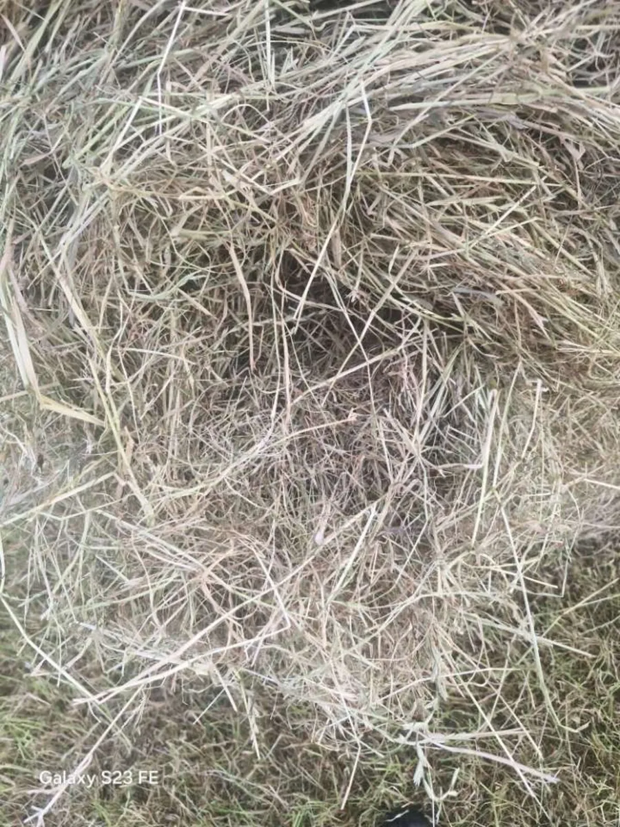 Horse hay - Image 3