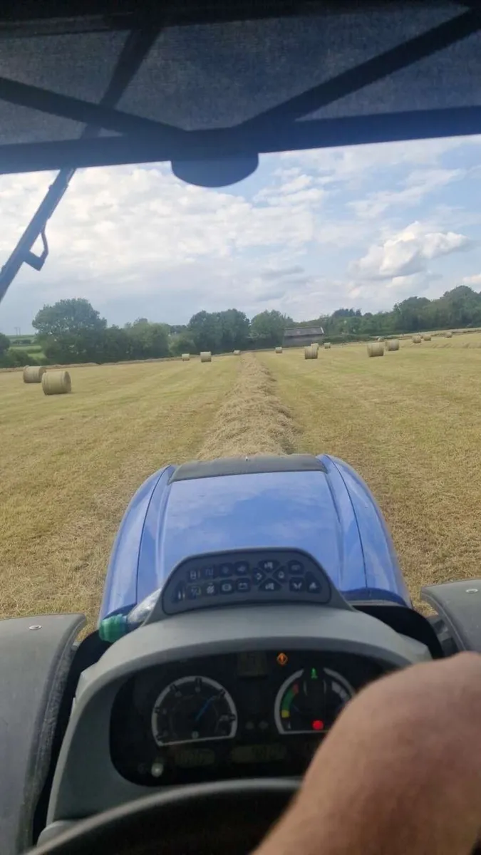 Horse hay - Image 4