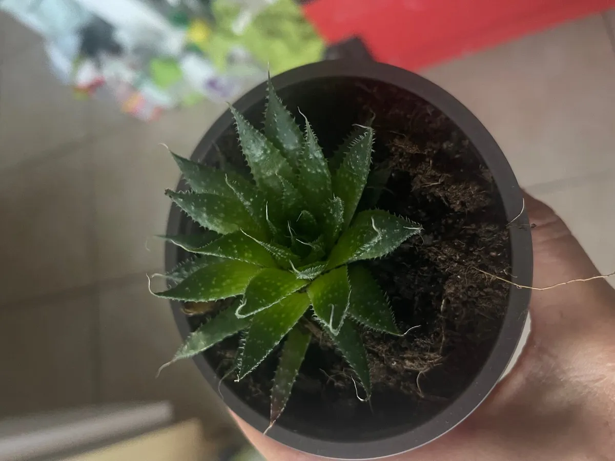 Plants - Image 1