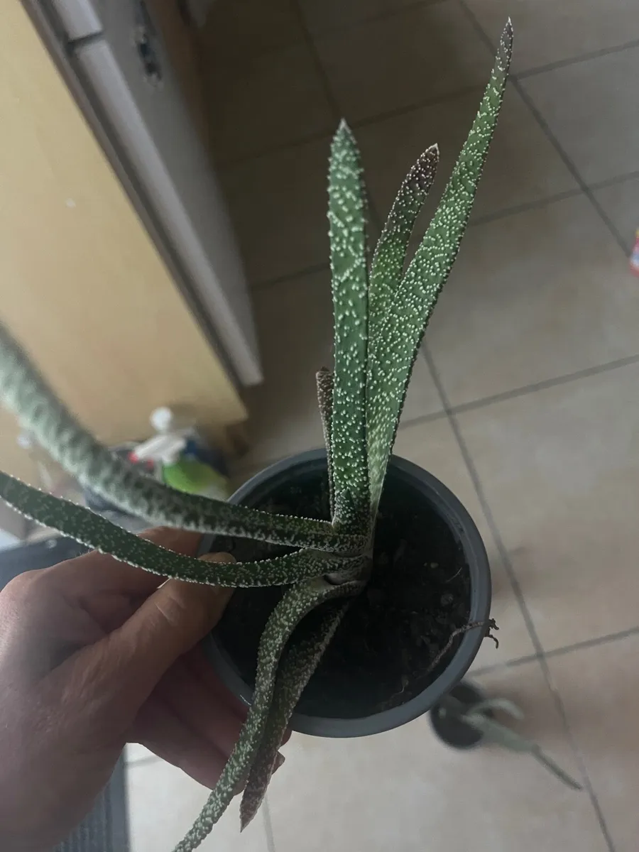 Plants - Image 2