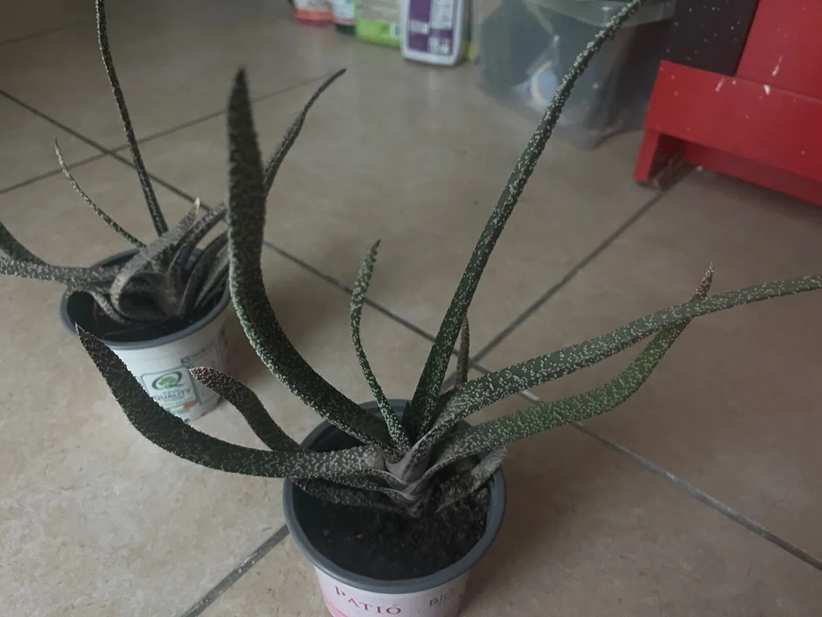 Plants - Image 3