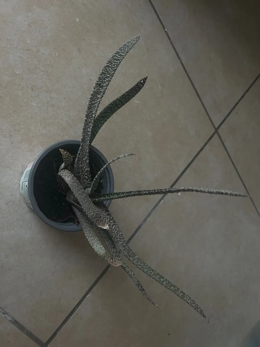 Plants - Image 4