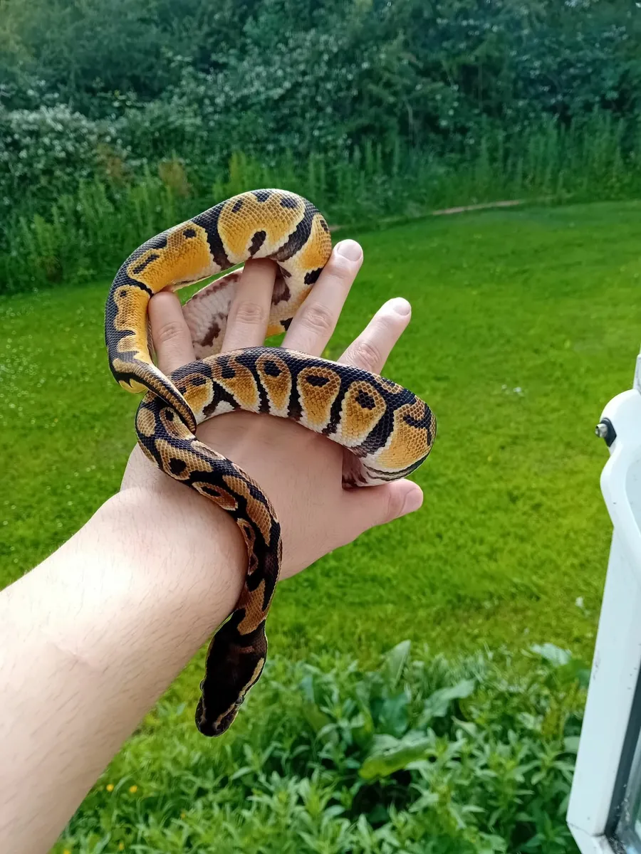 Ball python and enclosure - Image 1