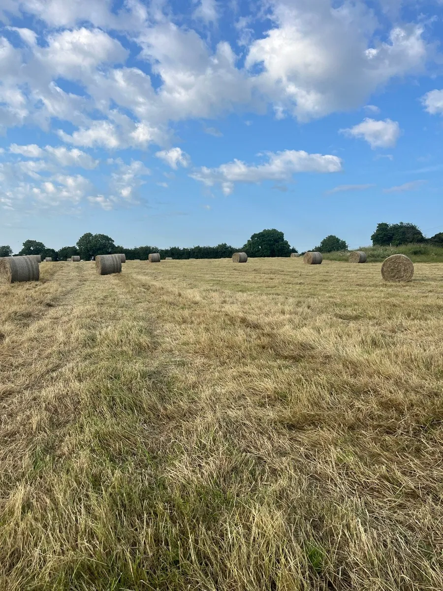 Hay - Image 1