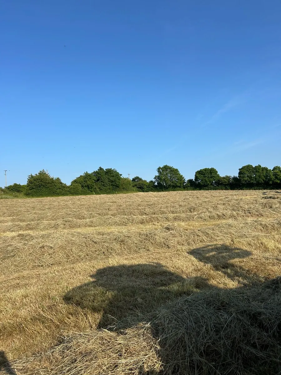 Hay - Image 2