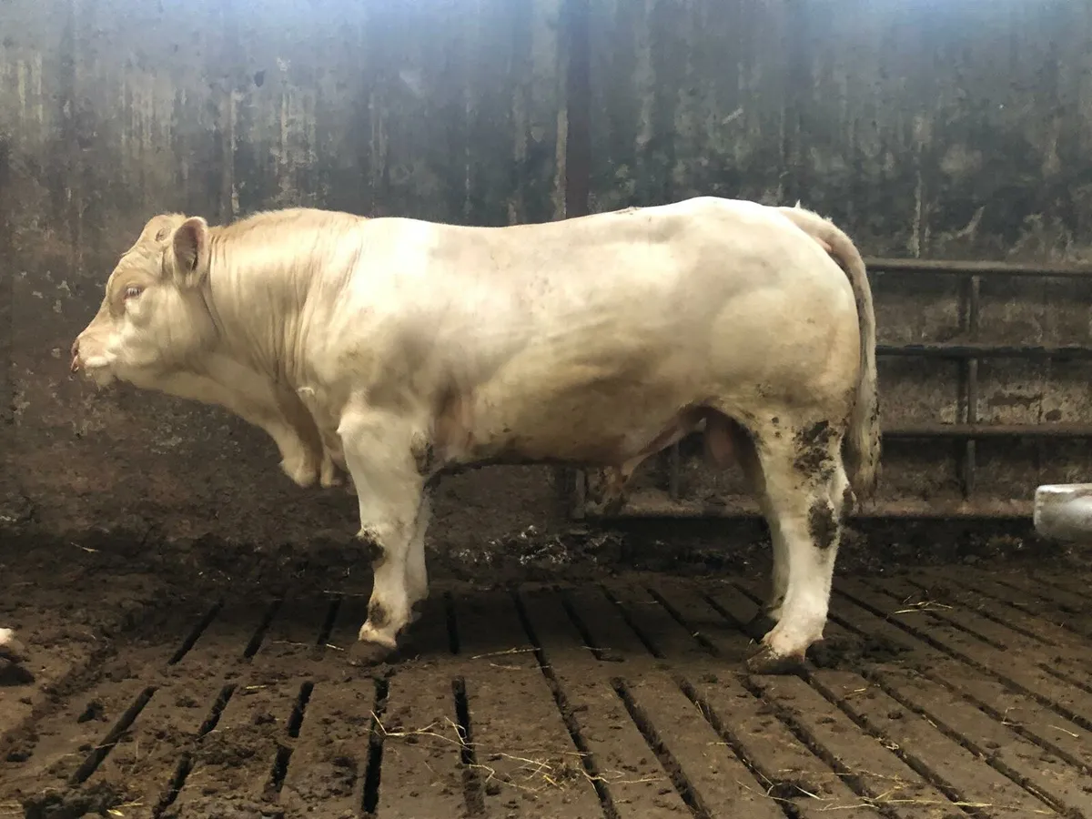 charolais bulls. 5⭐️  3% calfing. - Image 4