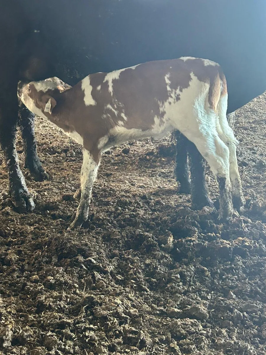 Simmental,and blue  calves - Image 1