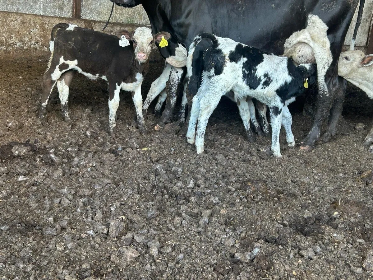 Simmental,and blue  calves - Image 3