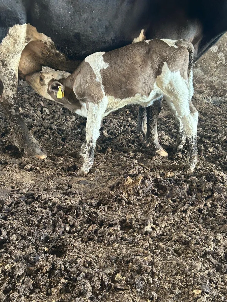 Simmental,and blue  calves - Image 2