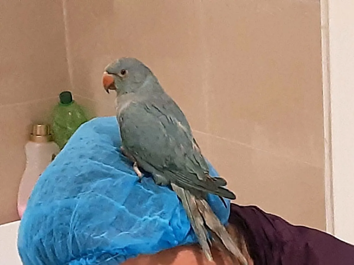 Ringnecks - Image 1
