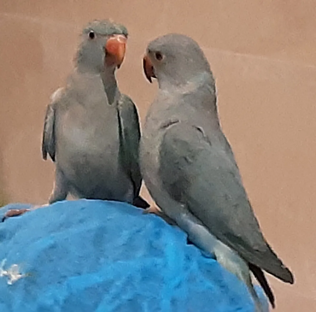 Ringnecks - Image 2