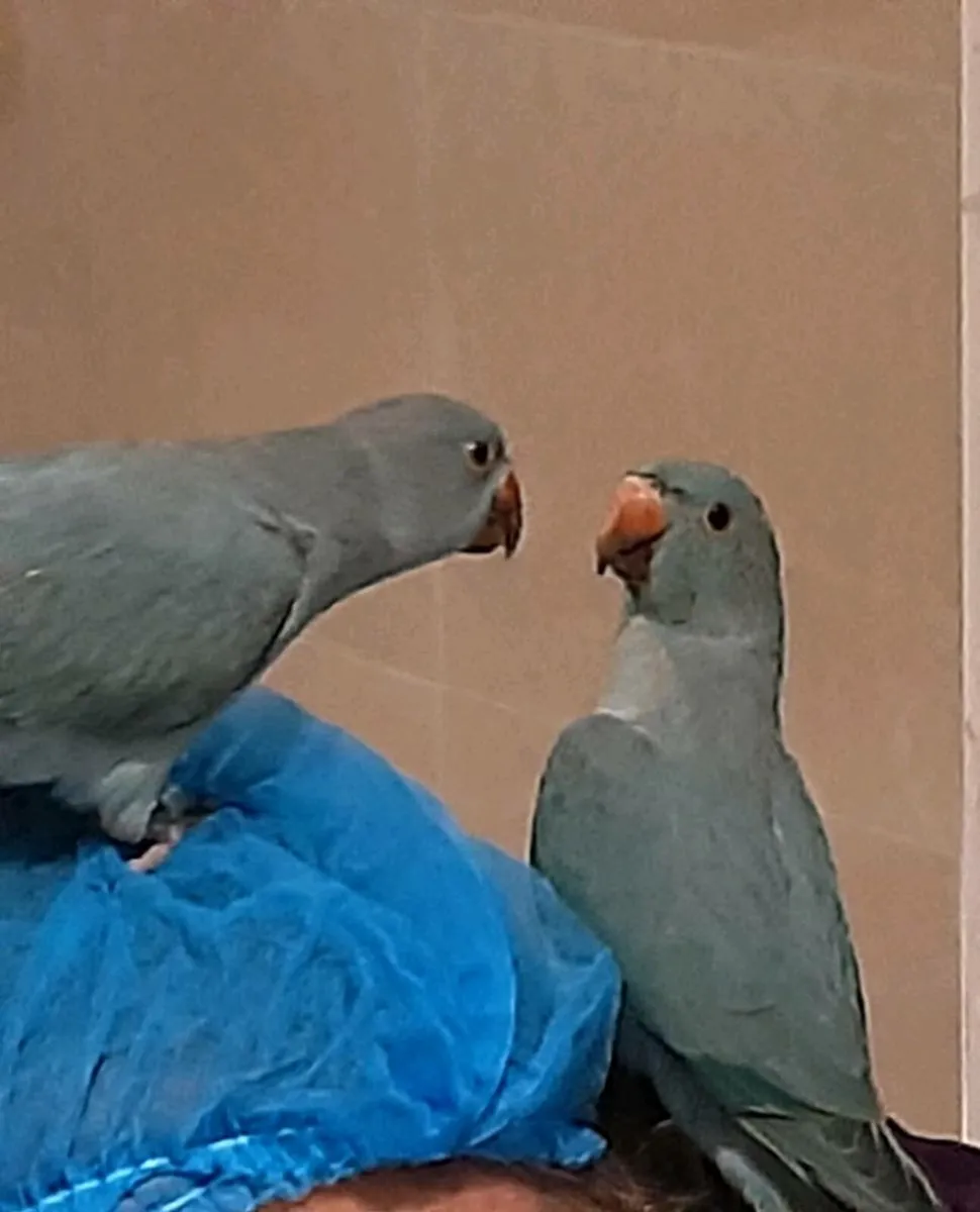 Ringnecks - Image 3