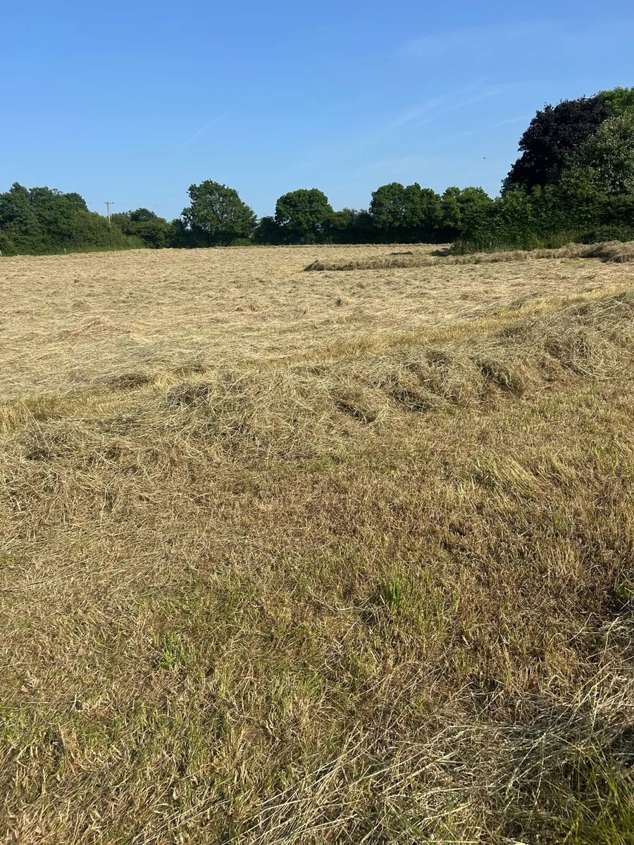 Hay - Image 4
