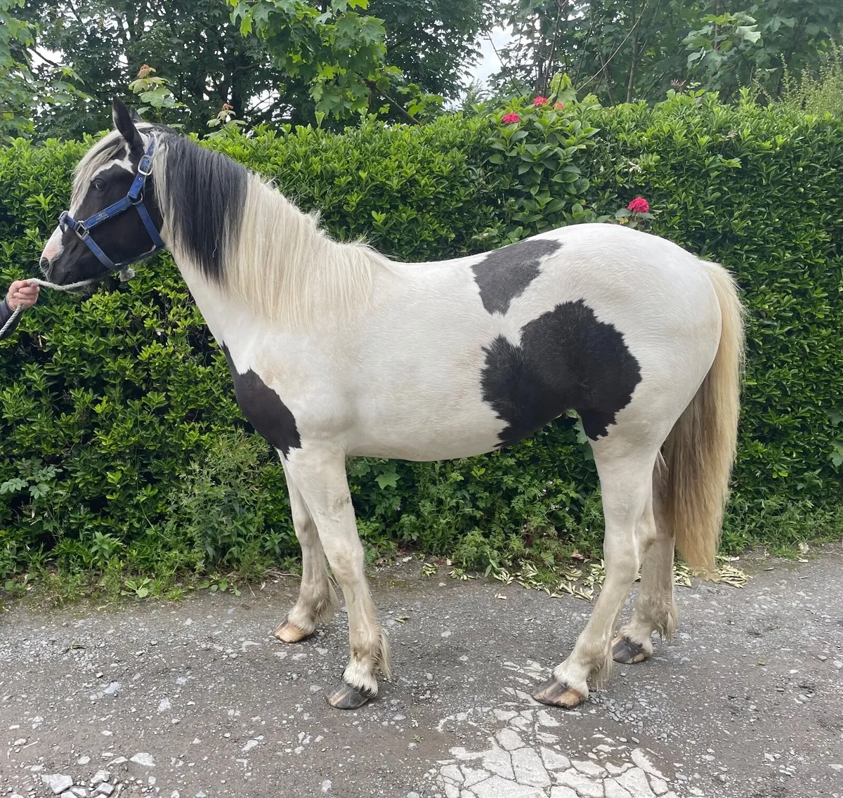 Filly - Image 4