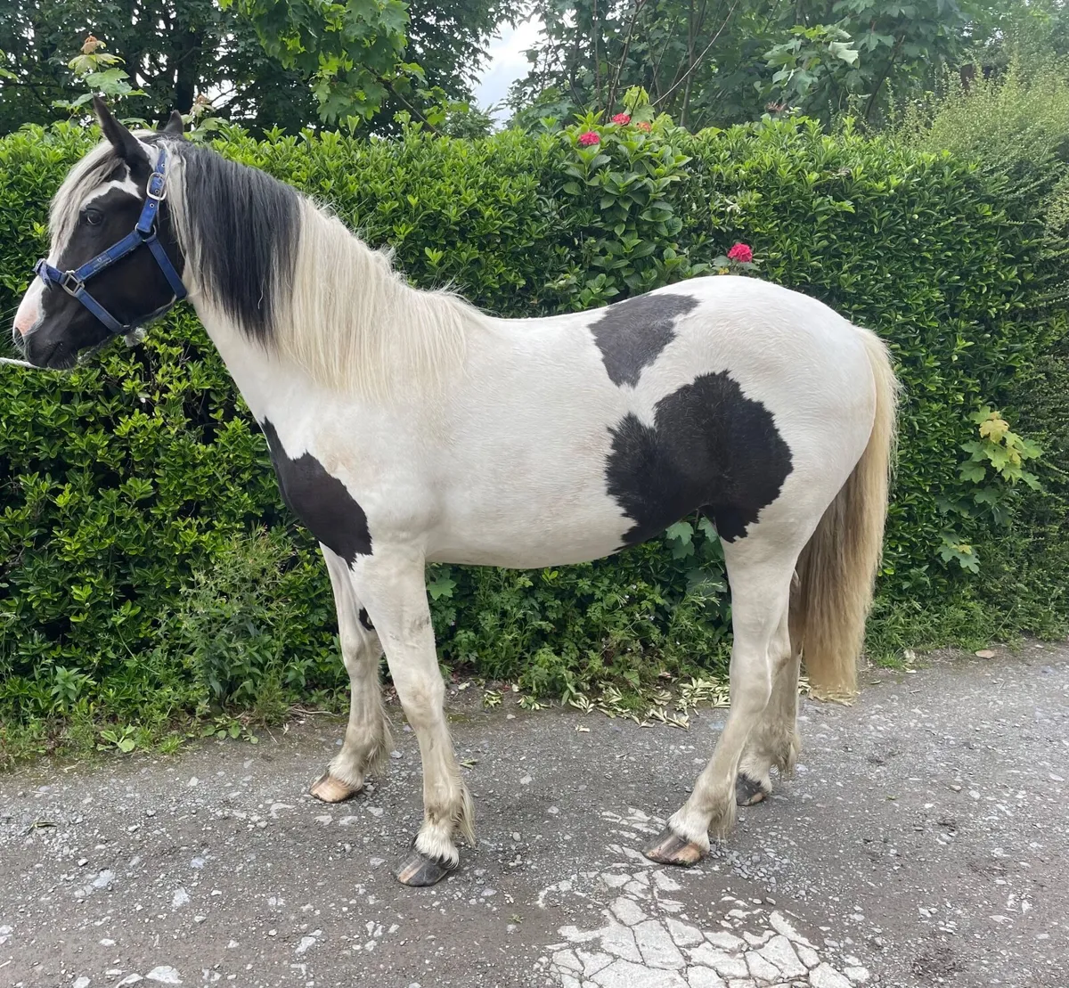 Filly - Image 2