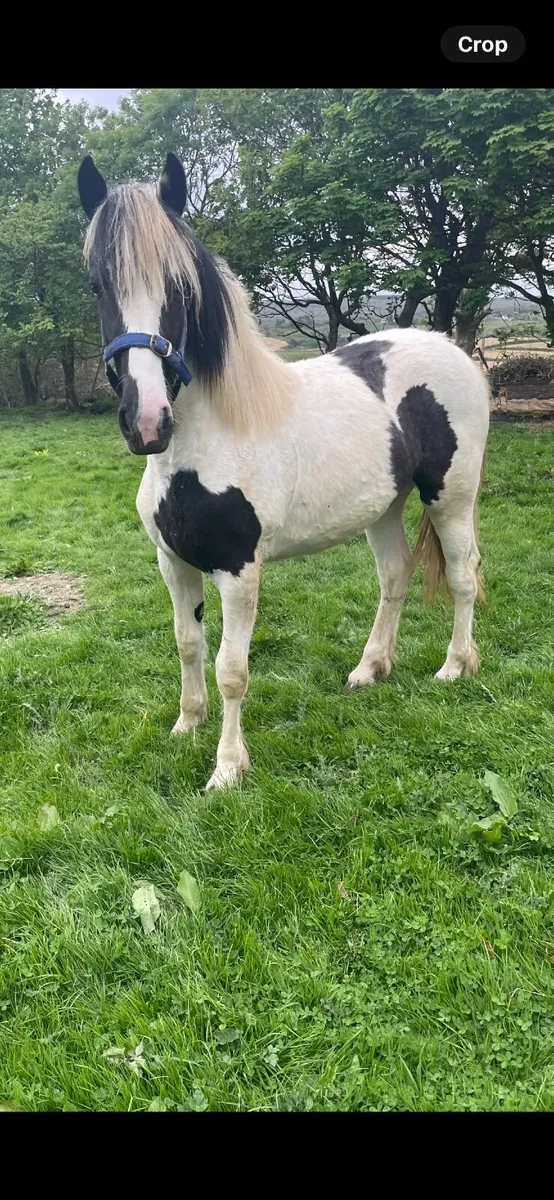 Filly - Image 1