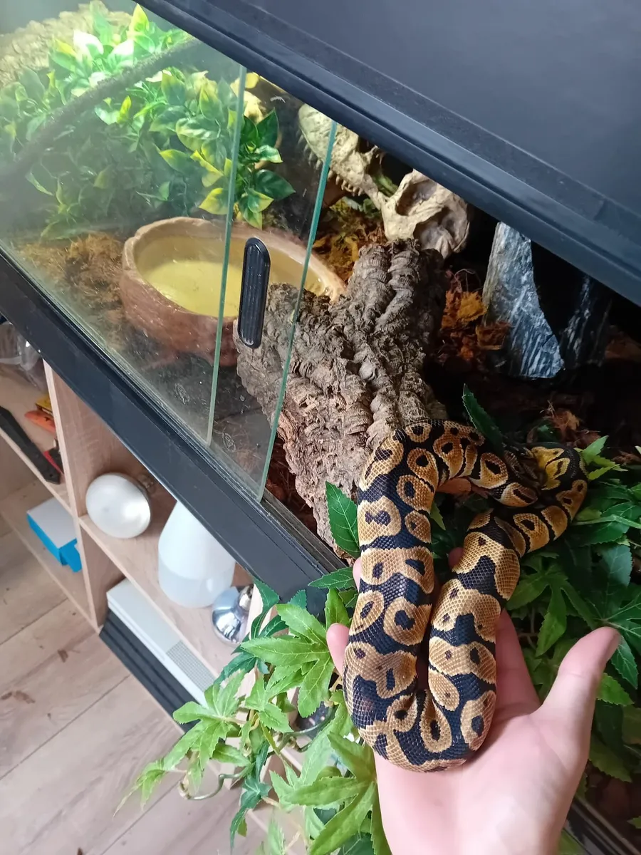 Ball python and enclosure - Image 2